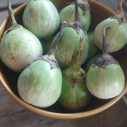 ฃุบมะเขือ