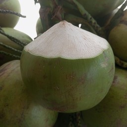 มะพร้าวลูกเขียว
