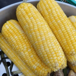 ข้าวโพดเหลือง(หวาน)