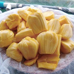 ขนุนเจ้หนิง ขนุนวัดตาลล้อม