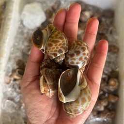 หอยหวาน(หมาก)สด1kg.