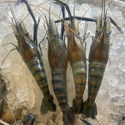 กุ้งหัวมันสด 10/12 ตัวโลสดไม่เผา 1 kg.