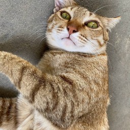 น้องเฌอ