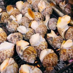 หอยหวาน(หมาก) เผา 1kg.