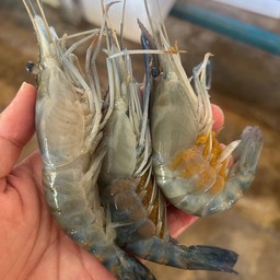 กุ้งไข่สด 1 kg. (20/25ตัวโล) ไม่เผา