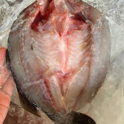 กระพงแล่ 1 ตัว สด