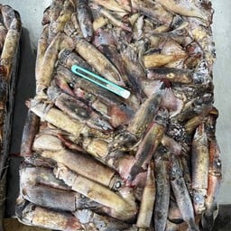 หมึกดำ 60/150 บล็อกละ15โล ไซร้ยัดไข่