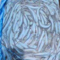 ปลาไข่นอร์เวย์ บล็อก20โล