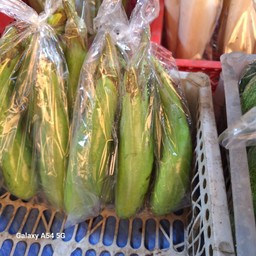 มะเขือยาว