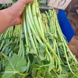 ผักบุ้งจีน