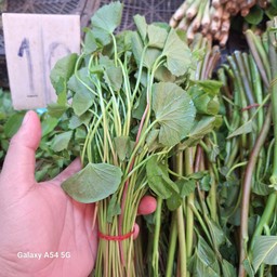 ใบบัวบก