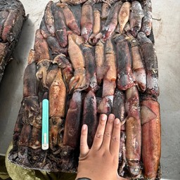 หมึกดำ80/200 บล็อก15โล