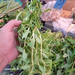 ผักแขยง