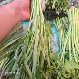 ผักบุ้ง