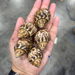 หอยหวาน 30/50ตัวโล ถุงละ 2โล