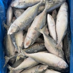 ปลาทูอินเดีย 6/8 ลังละ 10โล