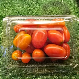 มะเขือเทศราชชินี