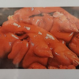 คากิตุ๋น