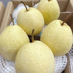 สาลี่น้ำผึ้ง 1 ลูก