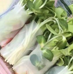 โรลทูน่าต้นอ่อนทานตะวัน