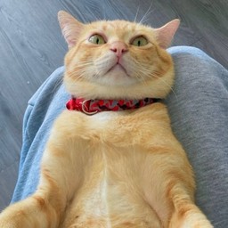 ติ๊ปน้องบ่าวสิงโต