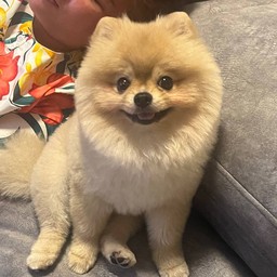 ทิปอาหารเม็ดน้องไข่ตุ๋น