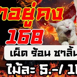 แมวล่าอยู่คง 168 ตลาดปฐมมงคล