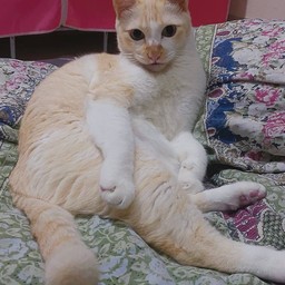 น้องก้อนทอง