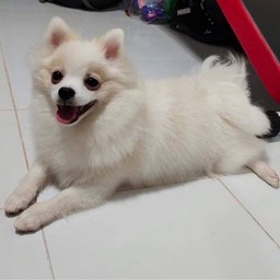 ทิปอาหารเม็ดน้องไข่ต้ม