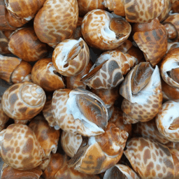 หอยหวานเผา 0.5 กิโลกรัม