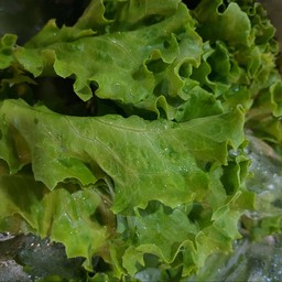 ผักสลัด
