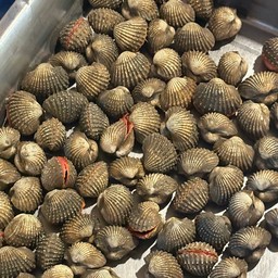 หอยแครงลวกไซต์ใหญ่มากพอดีคำ(สดเป็น)