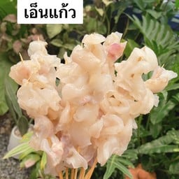 เอ็นแก้วปลาหมึก