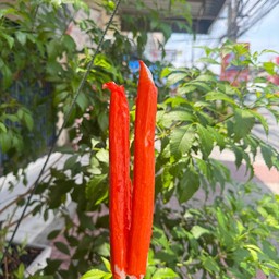 ปูอัดยาว