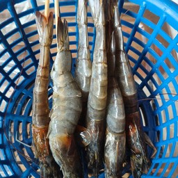 กุ้งสด