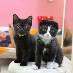 ทิป มียูว์+กระเพรา