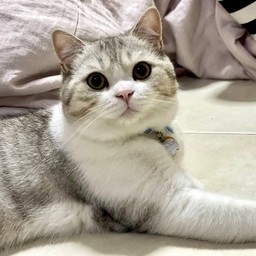 ทิปกอลั่ม