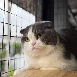 ทิปชีสบอล