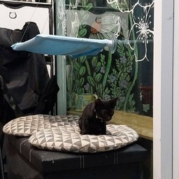 น้องมะเม้า (แมงเม้า)