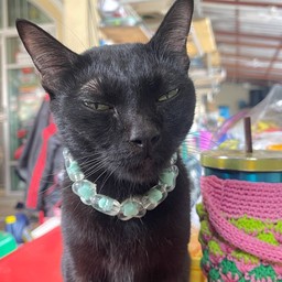 มีตังจ๋า