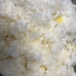 เห็ดหูหนูขาว