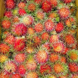 เงาะโรงเรียนลูกใหญ่เนื้อหวาน