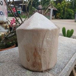 มะพร้าวสดเย็น