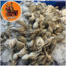 หมึกสาย 🐙💦