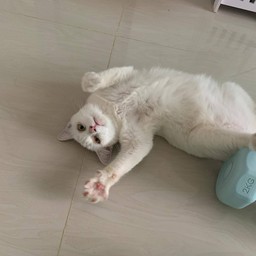 ให้ติปน้อง snow กินหนม