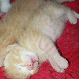 ทิปน้องมะรุม