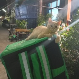 ทิปน้องส้มจิ๋ว