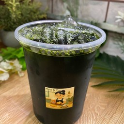 ชาเขียว (ชาใส)