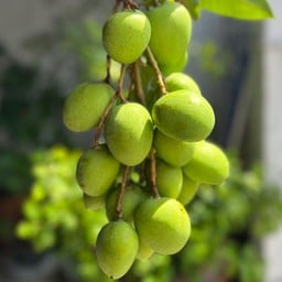 มะม่วงเบา by เปรี้ยวปาก