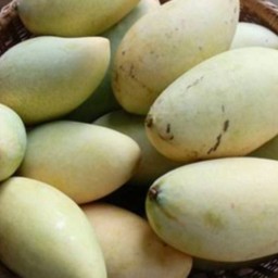 มะม่วงน้ำดอกไม้ 1 กิโลกรัม